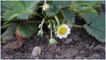 Erdbeerblüte im Frühjahr